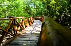Dhani Nallah Mangrove Walkway