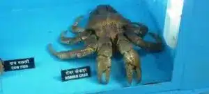 Fisheries Museum in Andaman