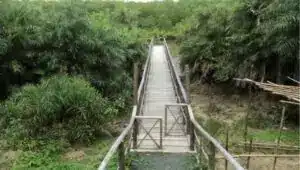Yerrata Mangrove Walkway